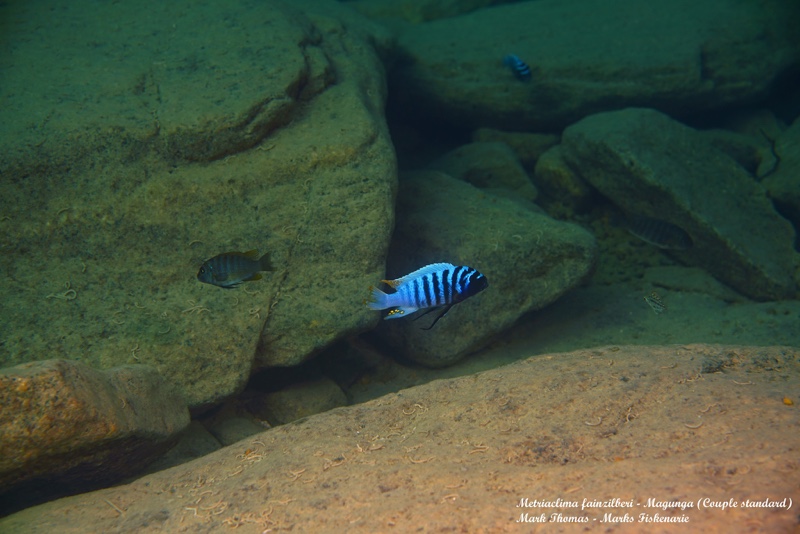 Maylandia fainzilberi 'Magunga'